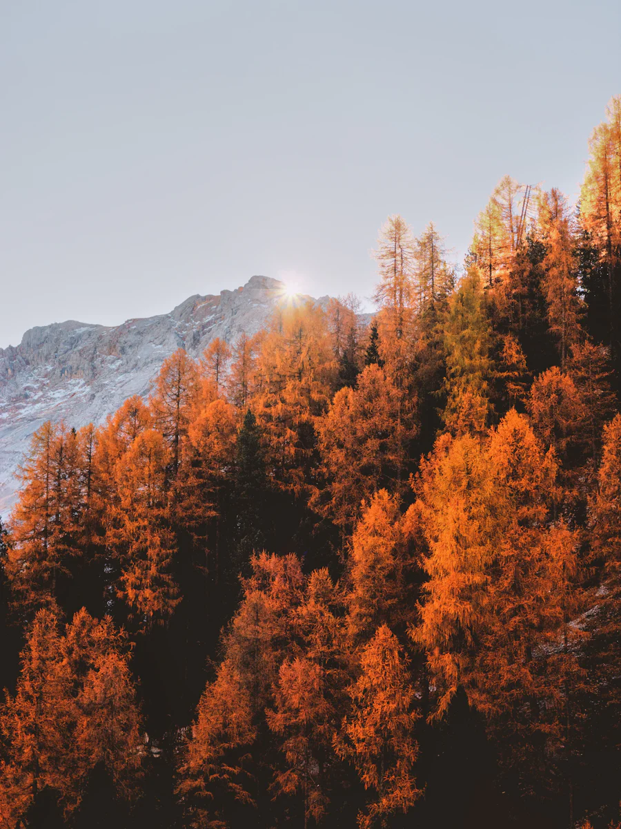 Golden autumn forest below a snow-dusted peak near Park City